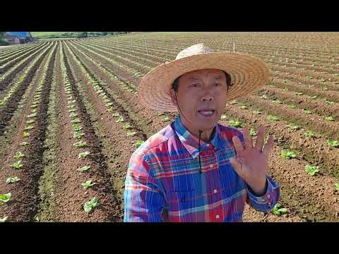 황금알농법 배추 EC값 관주전용 무름병 흑색썩음병 엽액 비동작균 동작균 청벌레 뿌리혹병 추비 비료부족 엽면시비 설탕 돈버는농사 골드그린 골드칼라 골드뿌리EC측정기