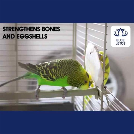 IN HIGH DEMAND Cuttlefish Bone For Industrial Casting Applications And Utilizing Them As Water Buffering Agents In Aquatics