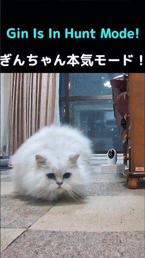 ペルシャ猫ぎんちゃん、本気のジャンプアタック！#猫 #猫動画 #ペルシャ猫 #ぎんちゃん #かわいい猫 #猫じゃらし #猫のいる暮らし #癒し #猫ショート #長毛猫