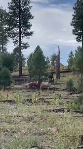 Here's the Reel of Cheyenne defending his first filly from band stallion "Elvis" that September day in 2023. Elvis got the filly back not long after this, but Cheyenne sure made a good showing of it on this day! | Friends of the Heber Wild Horses