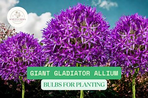 1 Giant Gladiator Allium Bulb for Planting – Fast-growing Wild Ornamental Flowering Onion – Large Purple Spring Blooms - Etsy