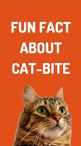 8.1K views · 244 reactions | Alert : Do you know cat bite can deadly sometime? Let's explore the dangers related to cat bite. . Follow for more - . . . . Dm for credit -  . . #catlife #catfacts #catfact #fact #facts #factsdaily #petfacts #catreels #catreel #catvideo #instacat #meowed #catlover #kittycat #catlady #catsofusa #catsofinstagram #catsofinsta #catparent #catlover #catowner #catbite #cattraining | Ask My Cats | Facebook