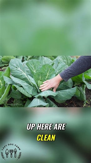 Collard Greens: Easy Harvest & Prep Secrets Revealed!
