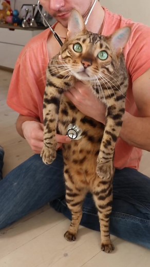 Getting his little heart checked 😻 #cats | Missenell