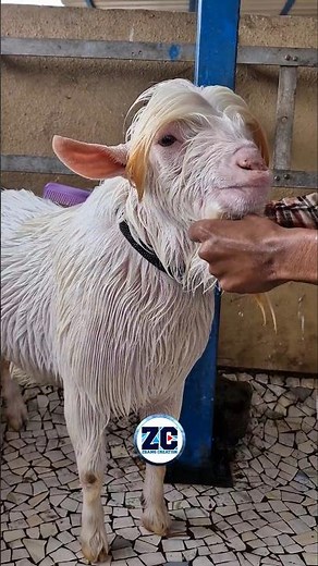 Bakra Eid Ka Season😍 #bakra #goat #eidmubarak #qurbani #bakraeidspecial #bakramandi #cutegoats