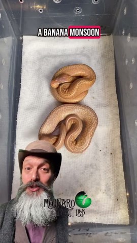 Freshly hatched snakes at the Molinaro Snake Lab