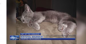 Pet of the Weekend: Meet Krystal!