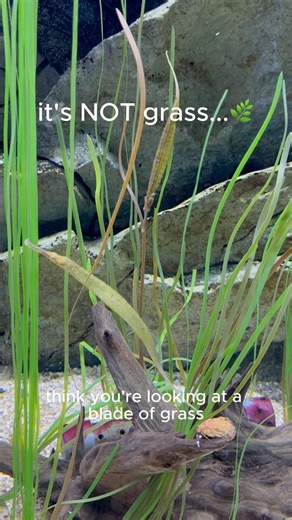 The Fish That Hides as Grass... and Gets Pregnant? 🌿🤰