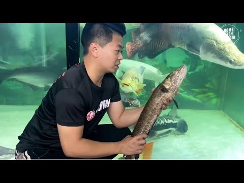 Incredible of Aquarium Setup: Betta Fish, Goldfish, Tropical and Koi Fish Care Tips #83