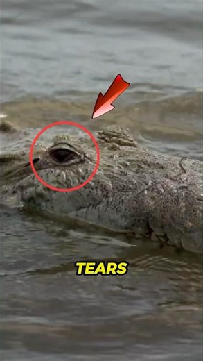 The Shocking Truth Behind Crocodile Tears 🐊😱