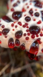 864K views · 36K reactions | This #FungiFriday I present my absolute...