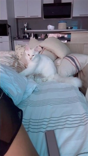 Why Your Cat Is Kneading You Like Dough #shorts