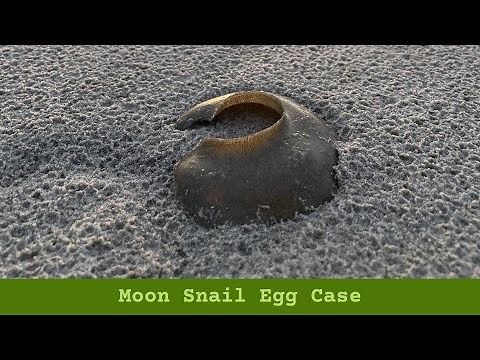 Moon Snail Egg Case