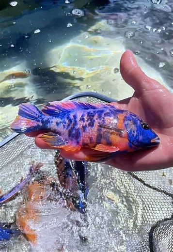 A little splash 💦 from this beautiful Dragonblood OB! 🤩🐠✨ #TropicalFish #AfricanCichlids #Fish #Aquarium #FishTank