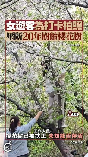 女遊客為打卡拍照 壓斷「20年樹齡」櫻花樹