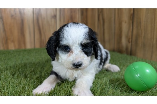 Isaiah - Cavapoo Puppy 6F7C47