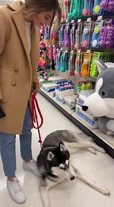 HUSKY THROWS FULL MELTDOWN OVER GIANT PLUSH TOY 🧸🐺😭 PET STORE TANTRUM GOES TOO FAR #HuskyDrama #DogTantrum #PetStoreChaos | Fluffy Moments