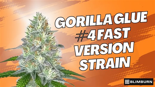 GORILLA GLUE #4 FAST VERSION STRAIN