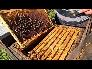 431. Včelstvo bez matky - aké máme možnosti