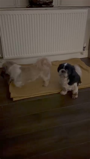 Toby twin with his new fur family ❤️ Happy boy ❤️❤️ Thank you family ♥️♥️ | Starfish Dog Rescue