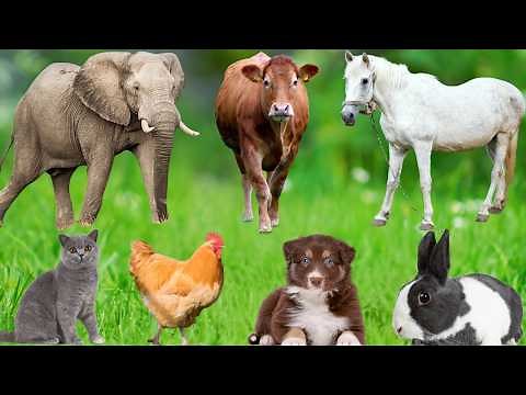 Wonderful Farm Animals: Cow, Dog, Cat, Chicken, Parrot, Pig, Buffalo, Hippopotamus – Animal Video