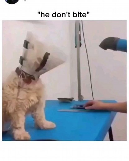 Cackle..... 😆 🤣 😂 😹 | Ray Wimley