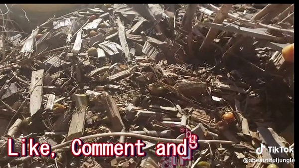 HOW TO PRUNE & FERTILIZE ASPARAGUS | SPRING GARDEN PREP | #asparagus #gardening101 #SPRING