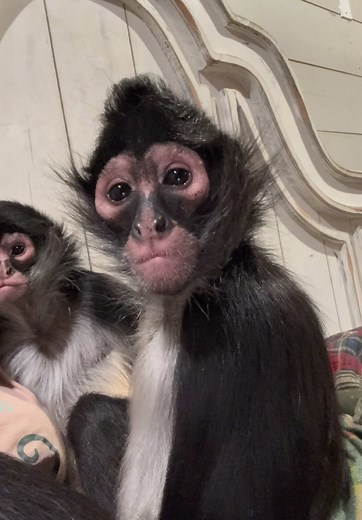 So many new followers have asked us to show where the monkeys sleep or how they go to bed. Every night is different but most nights they walk right in with a nector pod easily, last night they still wanted to play but we’ve been sick and wanted them in bed a little earlier so we could rest because nighttime is always worse when sick.