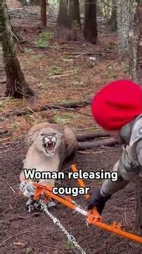Cougar is Helpless in wild until women try something amazing 🐆❤️ | Save Wildlife # #cheetahgirls