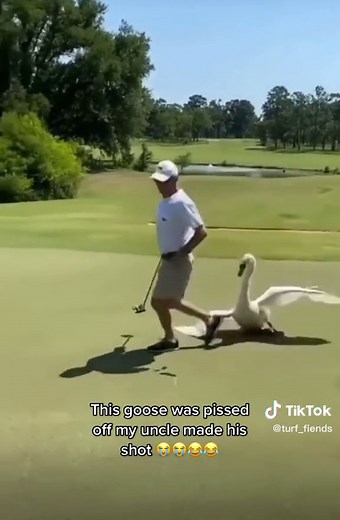 Aggressive Swan Attacks Compilation