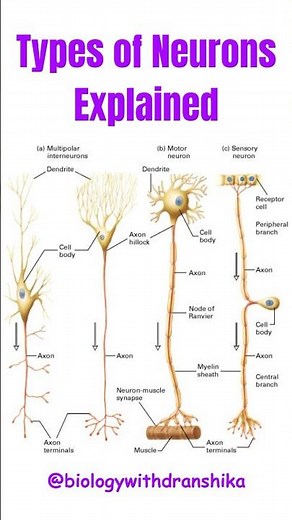 ✨ Types of Neurons Explained ✨
