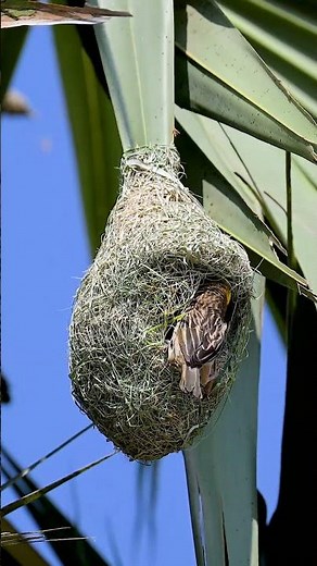 Weaver Bird Build Nest 🥰The Most Beautiful Bird Nest 0119 #birds #birdhome