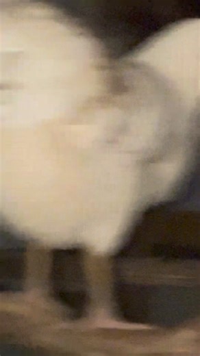 Nightly chores with the kids #chores #chickenchores #homestead | Younger Hill Farm & Bakery | Facebook