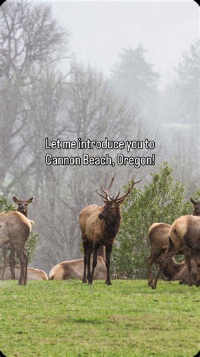 Whether you’ve never even heard of Cannon Beach or you’ve been a hundred times, we’d love to invite you to follow our Instagram journey through everything we love about this gorgeous corner of the world! Don’t just visit—come experience it like a local. We share insider tips, breathtaking photo spots, and family-friendly adventures along Oregon’s most beautiful stretch of coast. From cozy coffee shops to dramatic coastal trails, follow along for inspiration, local favorites, and ideas to make yo