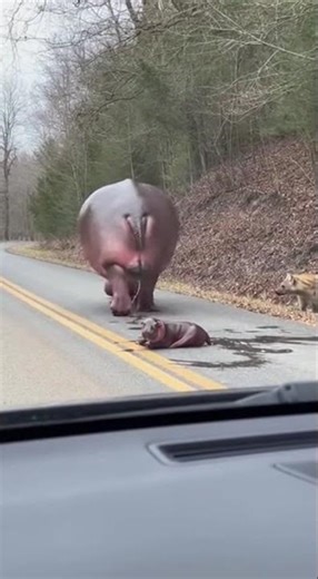 OMG! Hippo Gives Birth on Road! Hyena Watch! #HippoBirth #AnimalKingdom #Wildlife