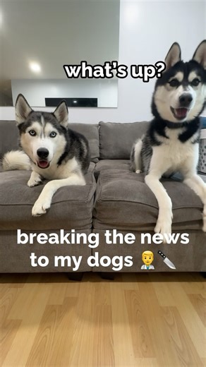 The Husky Moon on Instagram: "the conversation went very well 👀 Follow along our journey! Hi 🐾 we’re Moon & Shadow we’re talking Siberian huskies from New Jersey! We love to spread pawsitivity with our crazy personalities! #huskygram #husky #huskypuppies #siberianhusky #dogsofinstagram #doglovers #caninecompanions"