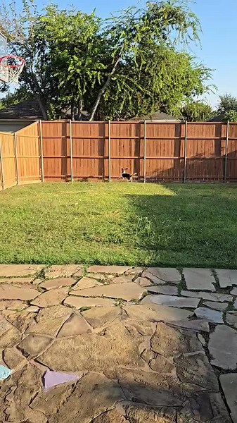 Daily Playtime with My Beagle Friend