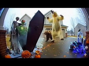 CCTV🎃Bears Getting Scared By Halloween Decorations🐻Caught on Camera