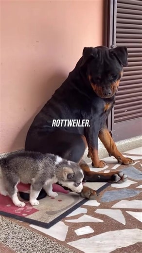 Rottweiler life 🤣 #rottweiler #dog #funnyvideo | Dog Videos