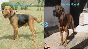 Bulgarian Hound vs. Hanover Hound: A Comprehensive Comparison
