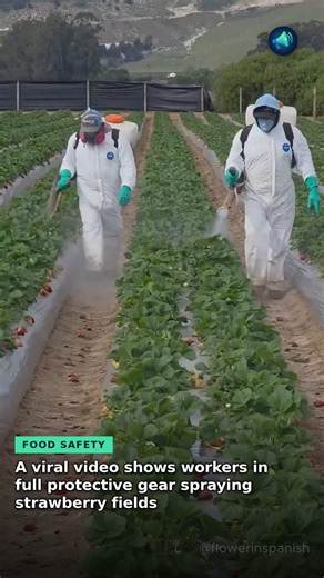 A video shows workers in full chemical protective gear spraying strawberry fields, and it is fueling a bigger debate about pesticides, worker safety, and what consumers are eating long term. Strawberries often appear on pesticide-residue watch lists like the Dirty Dozen, so people are asking fair questions: if workers need this much protection during spraying, what testing and regulation should shoppers expect before the fruit reaches stores? This clip does not establish a specific safety proble