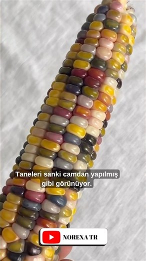 Bu Mısırlar Gerçek mi?! 🌽🌈 | Cam Mücevher Mısırı