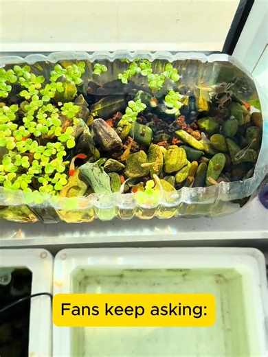 DIY Aquarium Water Change Made Easy