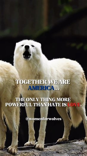 Women for Wolves on Instagram: "Bad Bunny closed the halftime show with one message: The only thing more powerful than hate is love. Right now, America feels divided. Loud. Tense. Uncertain. But wolves remind us what survival actually looks like, and LOVE always wins over hate. When times get hard, wolves don’t turn on each other. They come closer and protect the pack. They move forward together. TOGETHER WE ARE AMERICA. 💜🐺🇺🇸🏈"