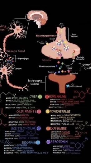 "Neurochemical Symphony: How Neurotransmitters Shape the Mind and Body" #physiology #brain#cns