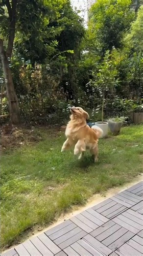 "Golden Retriever Jumps to Catch Bubbles 🐶| Cutest Dog Moment!" #shorts