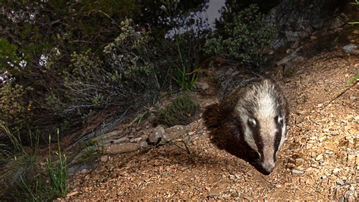 Camera trap captures notable outcome after extended setup