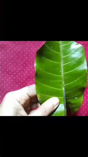 Diy bouquet making idea 💡 | How to make easy way bouquet using mango leaves and flowers 🌸🌸💐💐