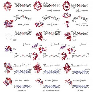 DNA mismatch repair - Alchetron, The Free Social Encyclopedia