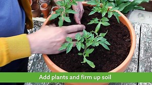 202K views · 1.5K reactions | Grow them in the greenhouse, or in a hanging basket or window box | Dobbies | Facebook